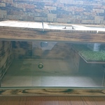 リクガメ