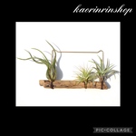 【一点もの!!】エアープランツ　流木　観葉植物　インテリア　オシャレ　アート
