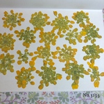 ♡new♡作家様必見♡ ♡可愛い菜の花の押し花セット♡