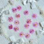 押し花素材♪レウィシア