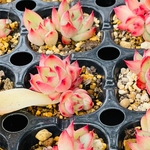 多肉植物　ルビーブラッシュ葉挿し