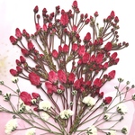 カルミアの押し花