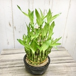 縁起竹   幸運竹    タワー型 ミリオンバンブー ラッキーバンブー  3段　陶器鉢  ブラック