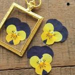 押し花【ビオラ20個】10個×2袋ツートン