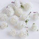 ドライセンニチコウ　オードリーホワイト　10個