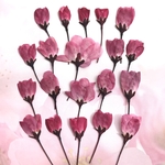 ハナカイドウの押し花