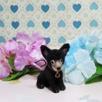 poh-chan様専用ページ🐶