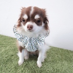 [犬服] Sサイズ 完成品 チワワ　　　　　　　　　　　　小花柄キャミソールワンピース 背中開き バックオープン