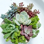きまぐれ寄せ植え♡＊多肉植物＊エンジェルティアーズ錦入り!!