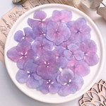 【押し花素材】紫陽花　紫グラデーション　