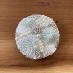 ビーズ刺繍くるみボタン（ヘアゴム/ブローチ）