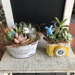 多肉植物寄せ植えおトク2個セット　A