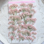 押し花ライスフラワー