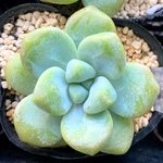 天使の雫　韓国苗　多肉植物
