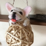 ボールに戯れるフレンチブル（再販）