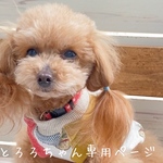 とろろちゃん専用ページ