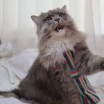猫用エプロン　ストライプ柄