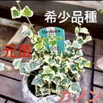 希少品種 へデラ カノン 元苗　アイビー　寄せ植えに可愛いです❣️ 入荷いたしました。