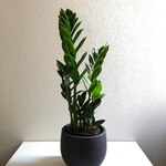 ●現品●　希少  ロング62　大株”ザミオクルカス 緑葉　セメント鉢カバーセット"　観葉植物　インテリア　お洒落　モダン