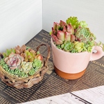 【そのまま飾れる】多肉植物　寄せ植え　 ..＊ 24 ＊..