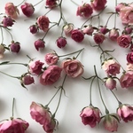 極小バラ🌹みさきのドライフラワー