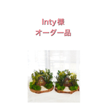 lntyオーダー品