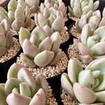 【多肉植物】アボカドクリーム