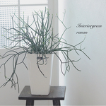 育てやすい✲*ﾟ観葉植物✲*ﾟミルクブッシュ