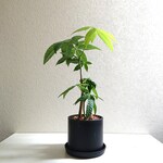 ●数量限定●新作●　美樹形　”パキラ（40㎝サイズ）　ブラック鉢カバー/受け皿付き”　観葉植物　インテリア　おしゃれ