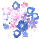 20枚色んな紫陽花シール