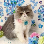 紫陽花チョーカー✨　猫ちゃんの首輪　スタイ