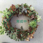 多肉植物  寄せ植え  葉挿しに！ ワイヤーリース