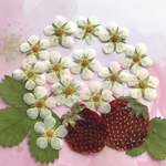 苺の花の押し花