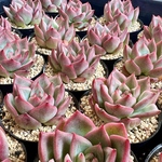 【多肉植物】フロリディティール