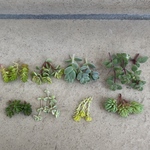 多肉植物 セダムなどカット苗 8種類×3本づつ☆細かい物