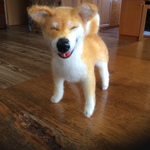 笑う柴犬