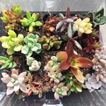 再販×6　お買い得‼多肉植物アソート(根付苗)