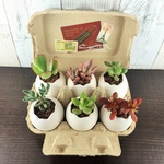 再販　エッグプランター♪　多肉植物の寄せ植え　(卵6個入り１セット・ケース付き)