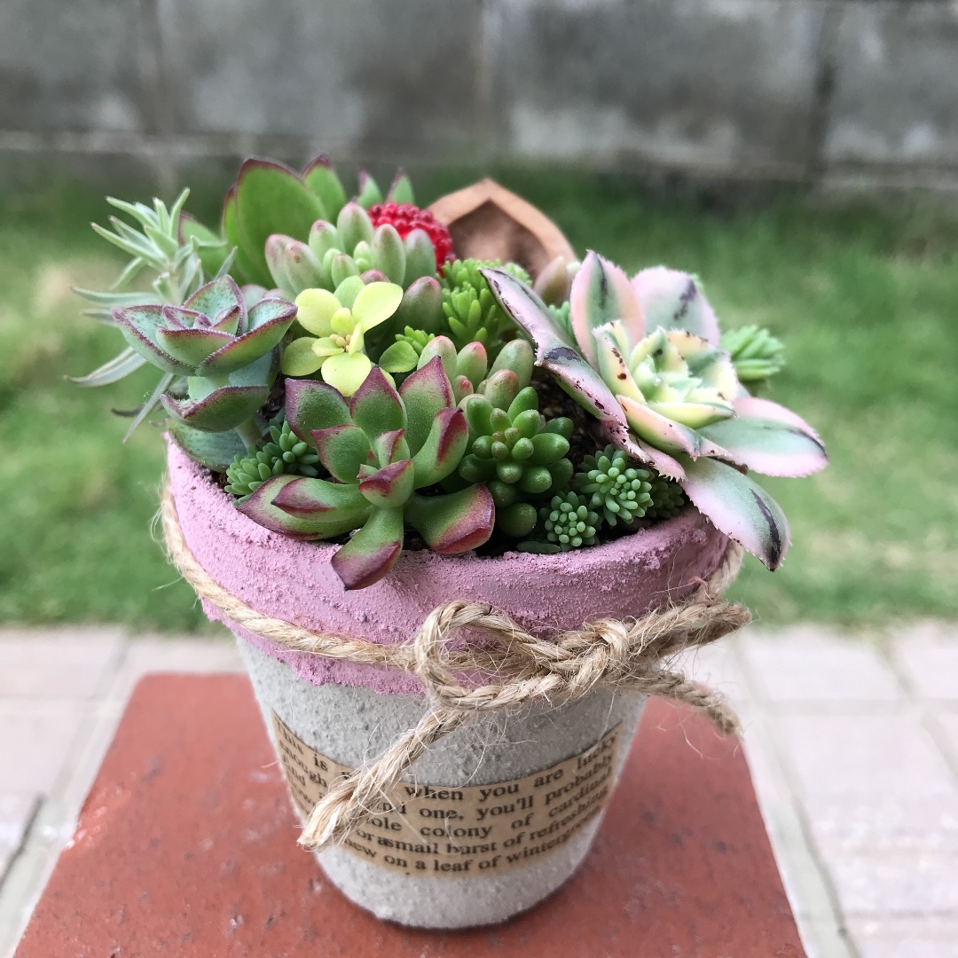 多肉植物 寄せ植え 傘 【公式通販】