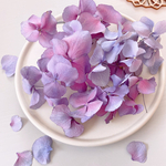 【ドライフラワー】紫陽花　紫グラデーション