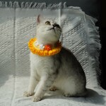 猫襟 ワンちゃん襟 首輪 イエロー カギ編み 