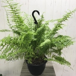大株  シダ植物♡  グリーンファンタジー  7号 吊り鉢