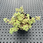 ブロウメアナ　多肉植物