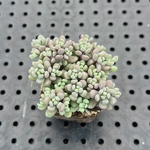 パープルヘイズ　プラグ苗　セダム　多肉植物