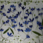 押し花 素材 オーストラリアンブルーベルズ　💐