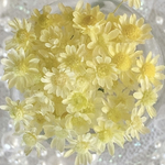 スターフラワーミニ　レモンイエロー　30個　ヘッド　レジン　ハーバリウム　黄色