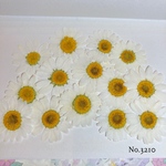 ♡new♡可愛いノースポールがいっぱい♡押し花セット♡