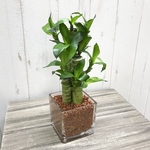 ハイドロカルチャー  縁起竹♡ 幸運竹♡  風水  3株立ち  ミリオンバンブー  スクエア