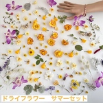 No181  ドライフラワーアラカルトセット／花材