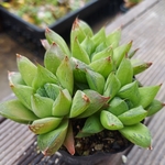 【送料込】宝草３苗★抜き苗★ハオルチア★多肉★多肉植物★寄せ植え★